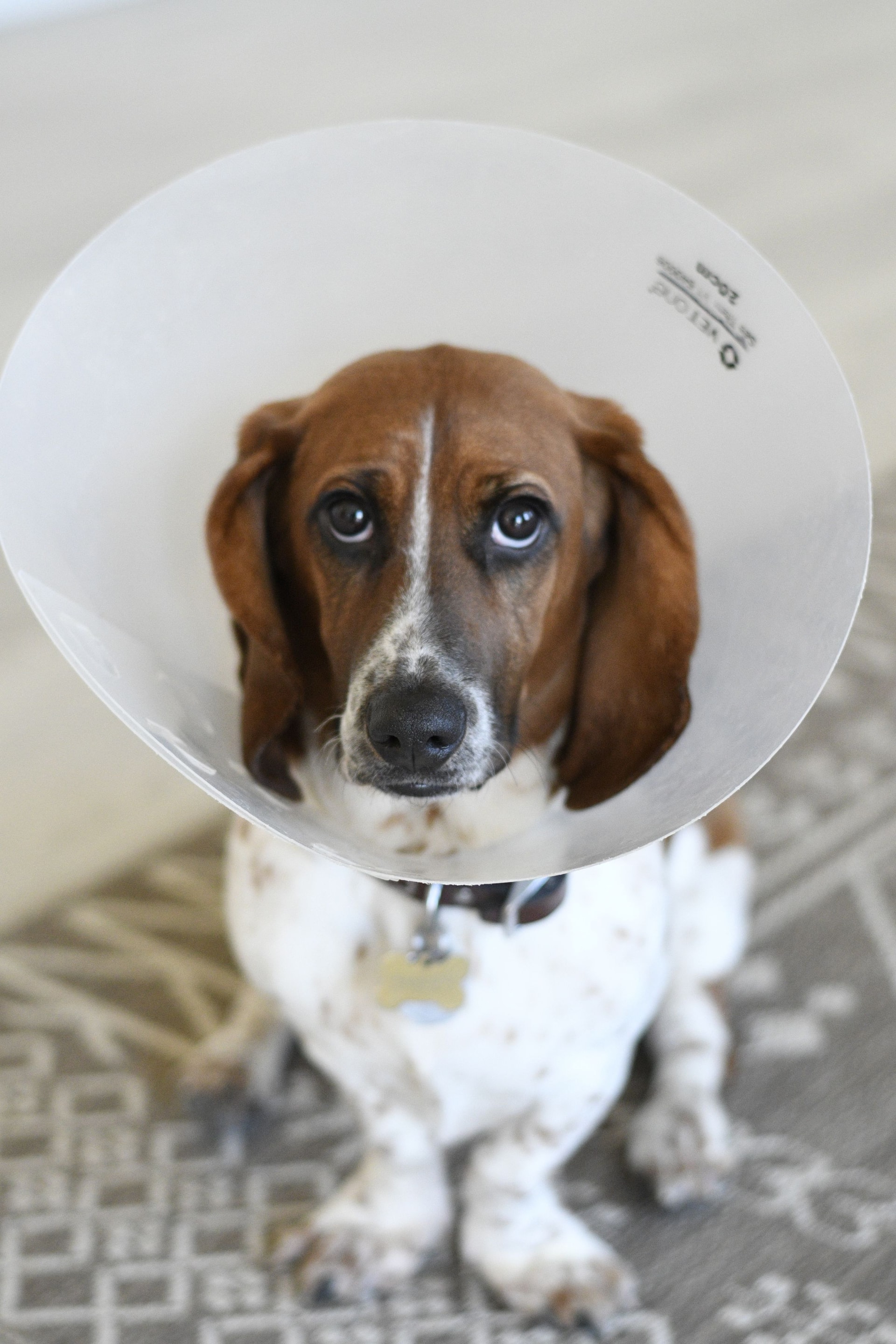 Un chien au regard triste portant une collerette vétérinaire